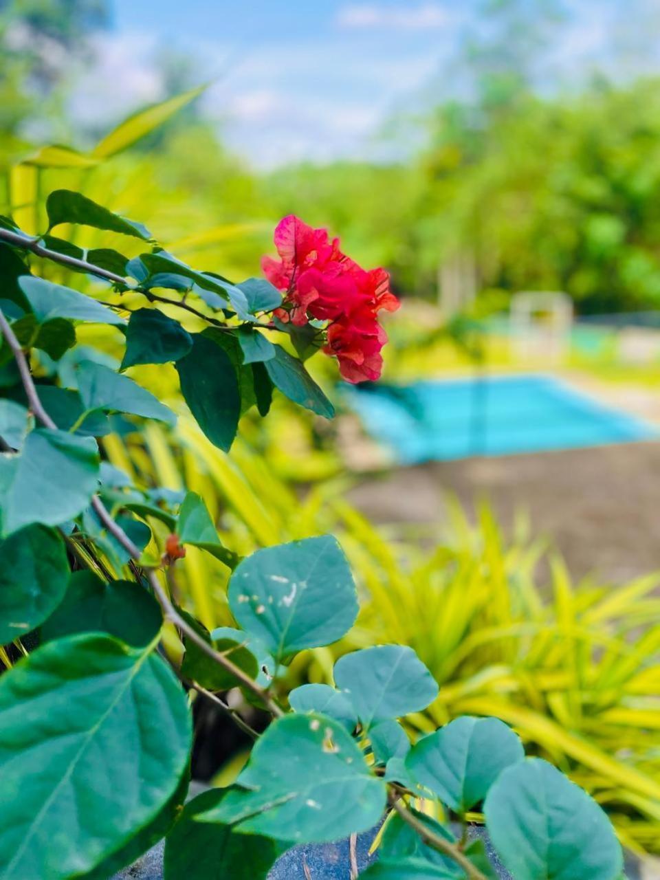 Hanthana Sk Paradise Gampola Esterno foto